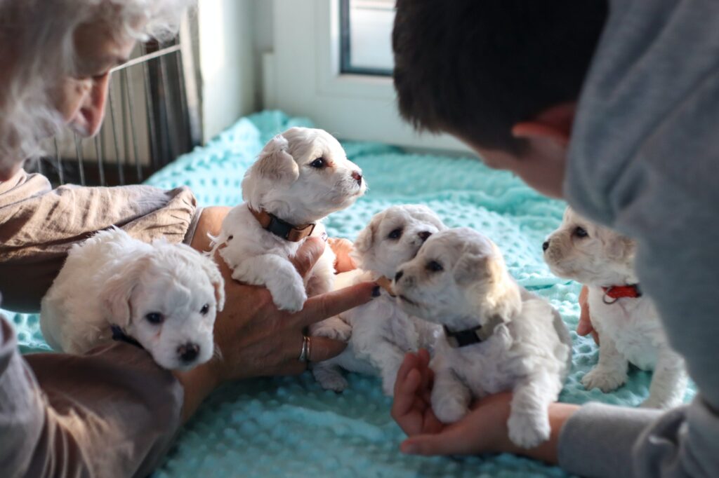 Newborn puppies, dogs.Bichon Frise puppies.